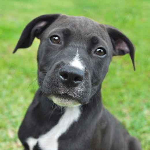 Picture for category Skin Diets